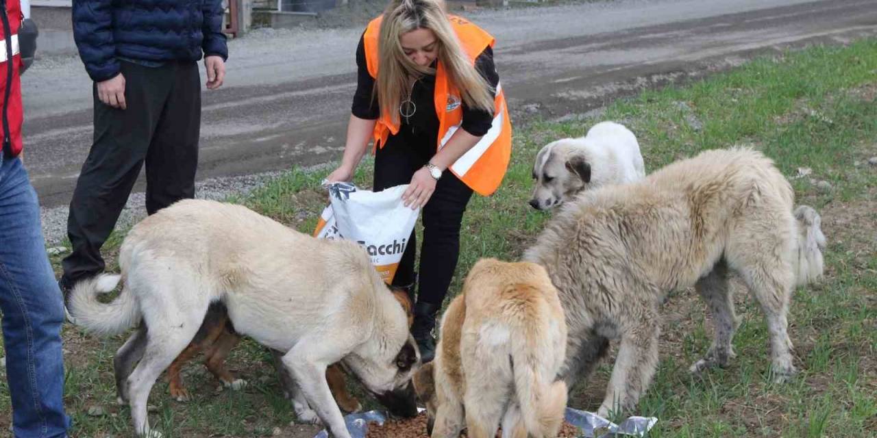 Atakum Belediyesi’nden Patili Dostlara 32 Ton Mama Desteği