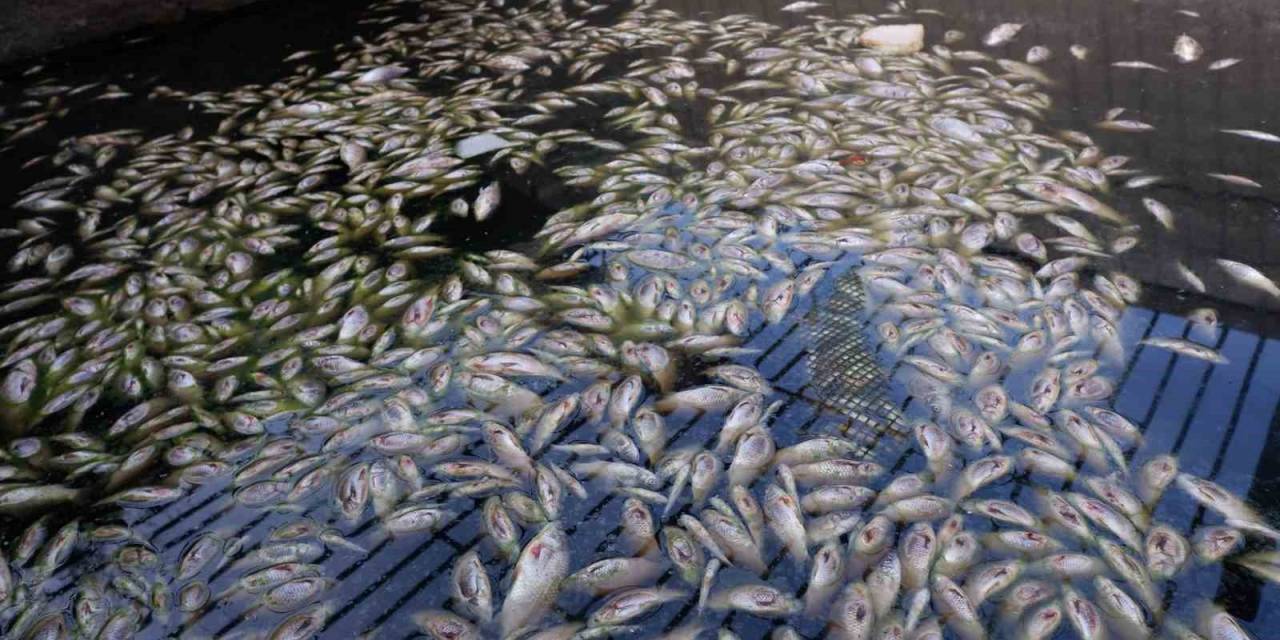 Edirne’de Toplu Balık Ölümleri