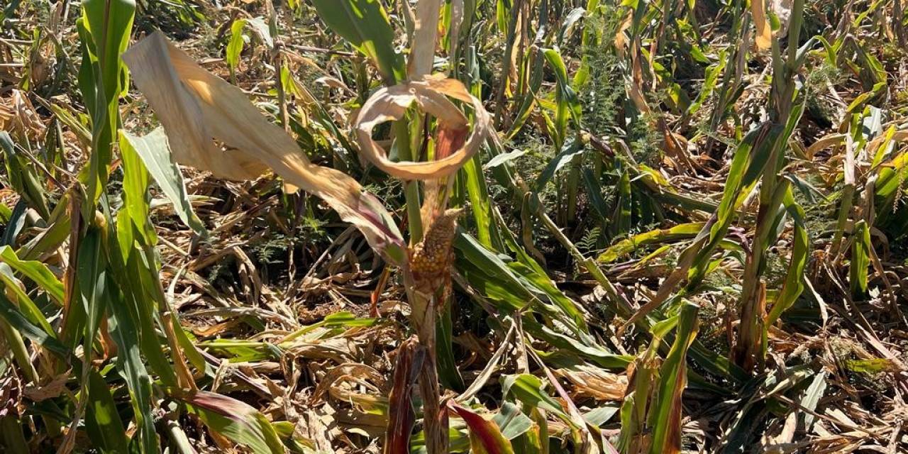 Mardin’de Domuz Sürüsü Mısır Tarlasına Dadandı
