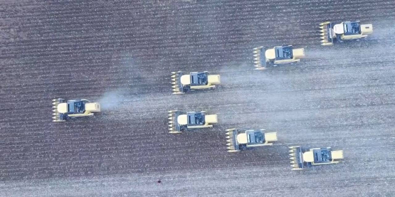 Ayçiçeği Hasadından 181 Milyon Tl Gelir Bekleniyor