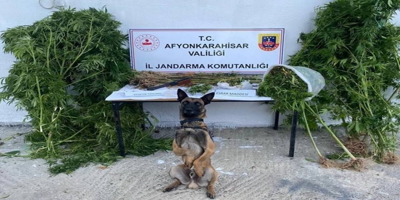 Kenevir Hasadı Yaparken Suçüstü Yapıldı
