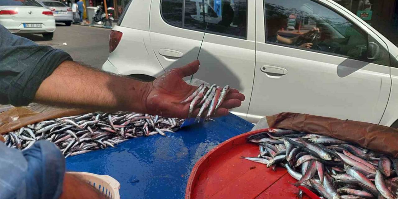 Hamsi Bollaştı: Kilosu 50 Lira