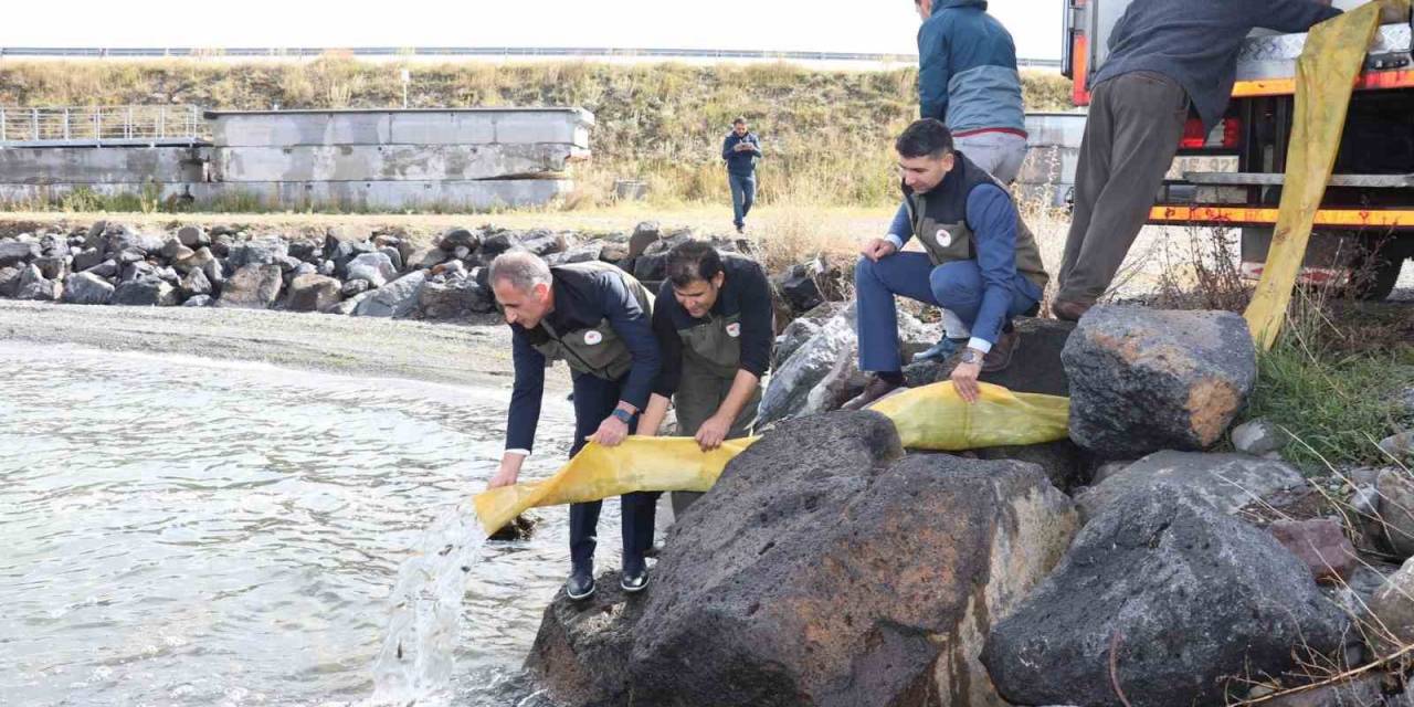 Kars’ta Göllere 520 Bin Sazan Yavrusu Bırakıldı