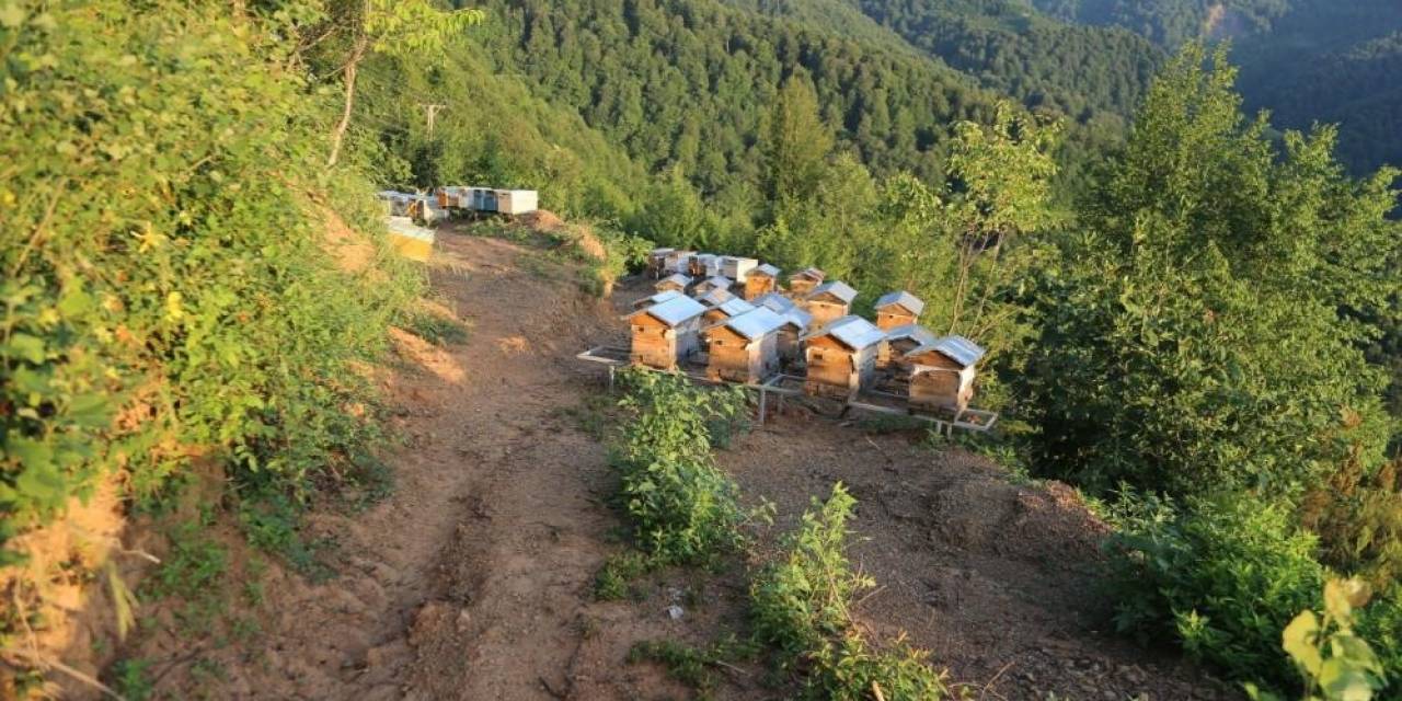 Bal Ormanlarının Sayısı 752’ye Ulaştı