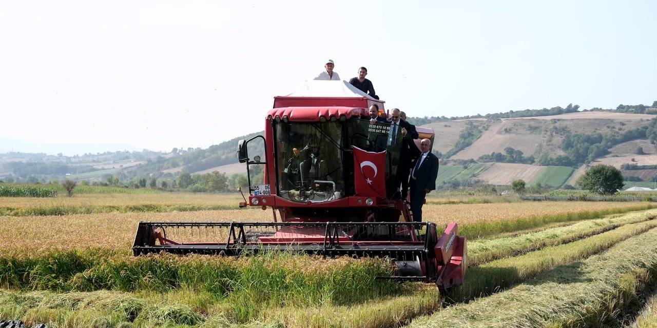 Bafra Ovası’nda Çeltik Hasadı: İlk Hasat Vali Tavlı’dan