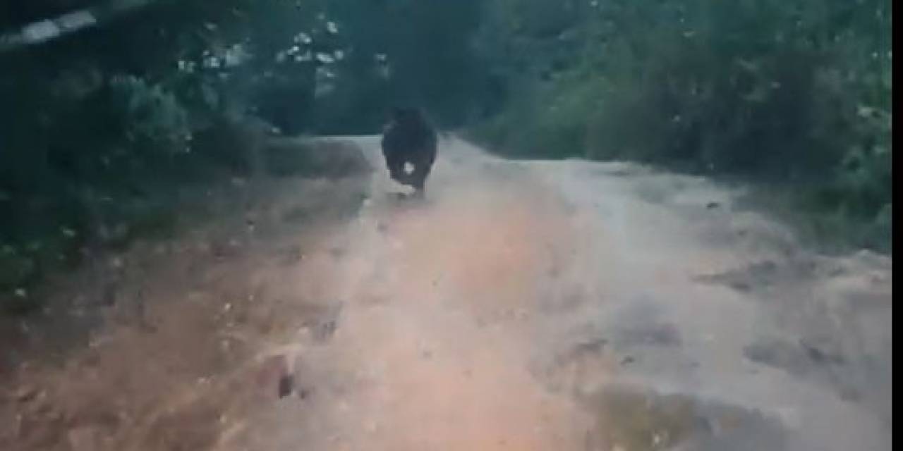 Yayla Yolunda Önüne Çıkan Yavru Ayıyı Aracıyla Kovaladı