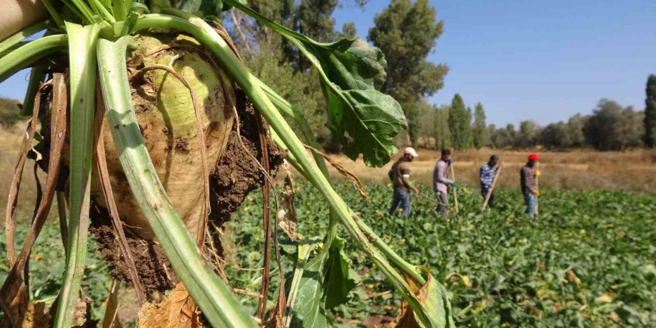 Yozgat’ta Şeker Pancarı Hasadı Başladı