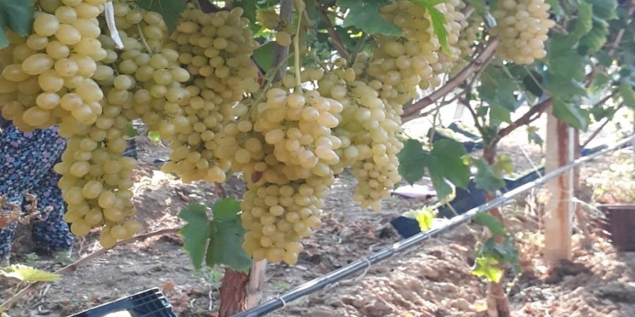 Sarıgöl’de Üzüm Piyasası Canlandı