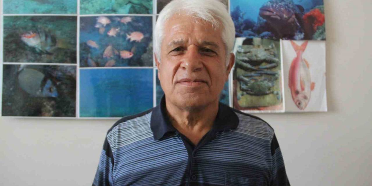 Müren Balığının Yem İçin Balon Balıklarına Saldırdığı Anlar Kameralara Yansıdı