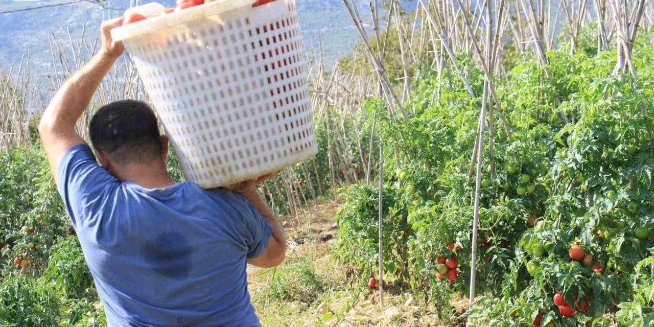 Domateste Güz Hasadı Başladı