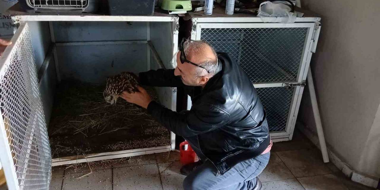 Yaralı Bulduğu Kızıl Kartal’ı Dkmp’ye Teslim Etti