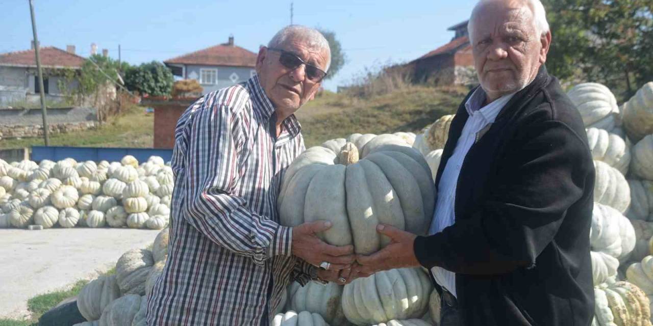 Bilecik’te 20 İle 30 Kilogram Ağırlığında Gelen Kestane Kabağı Hasadı Başladı