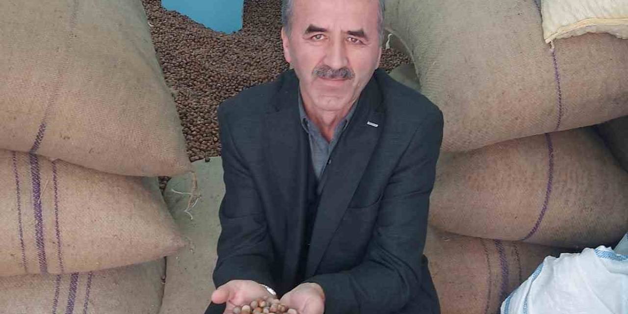 Rekolte Düşüklüğü Fındık Üreticisini Zora Soktu