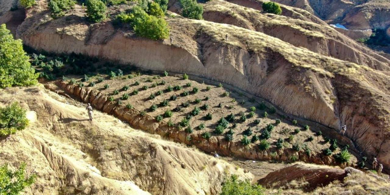 Diyarbakır’da 2 Milyon 64 Bin Kök Kenevir Ve Skunk İle 812 Kilo Esrar Ele Geçirildi