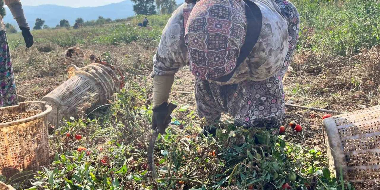 Domates Üreticisi Düşük Fiyatlar Nedeniyle Dertli