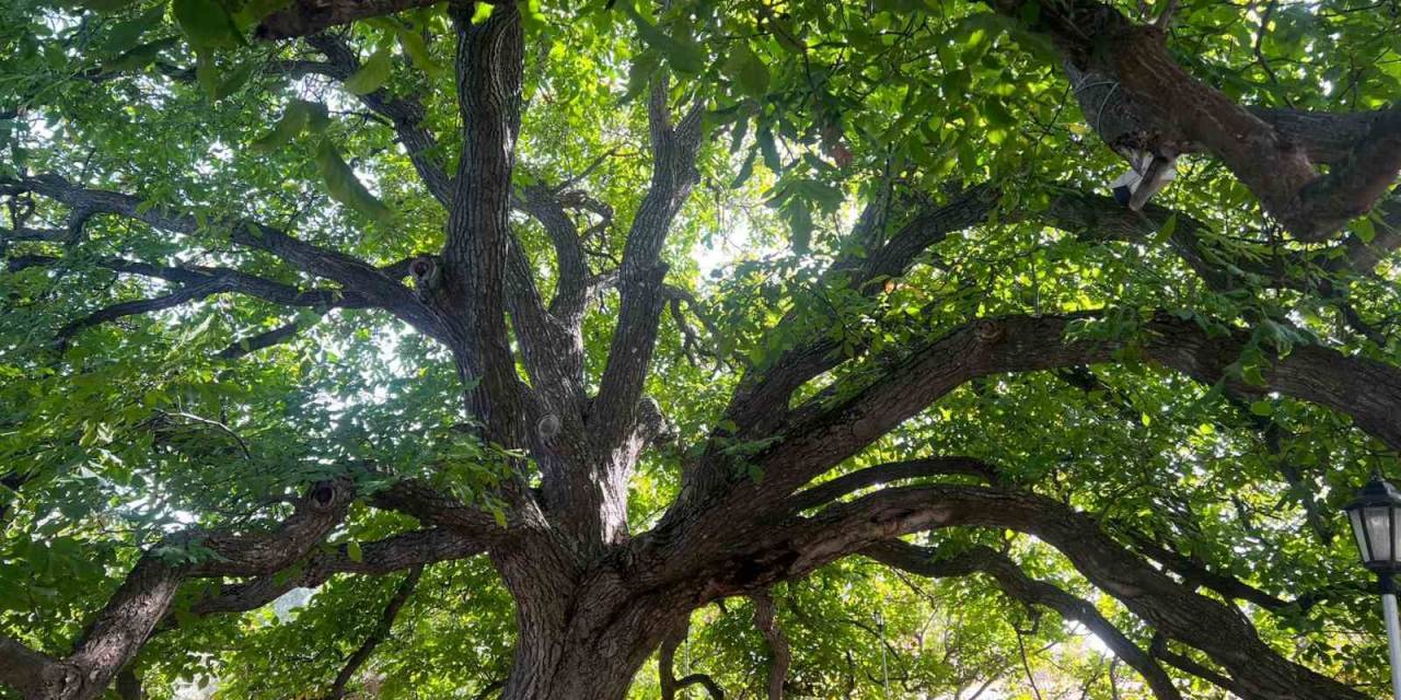 3 Asırdır Meyve Veriyor