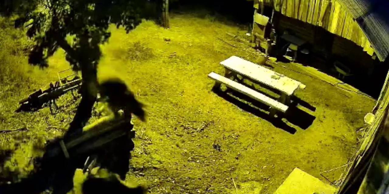 Armut Ağacına Çıkarak Karınlarını Doyuran Ayılar Kameraya Yansıdı