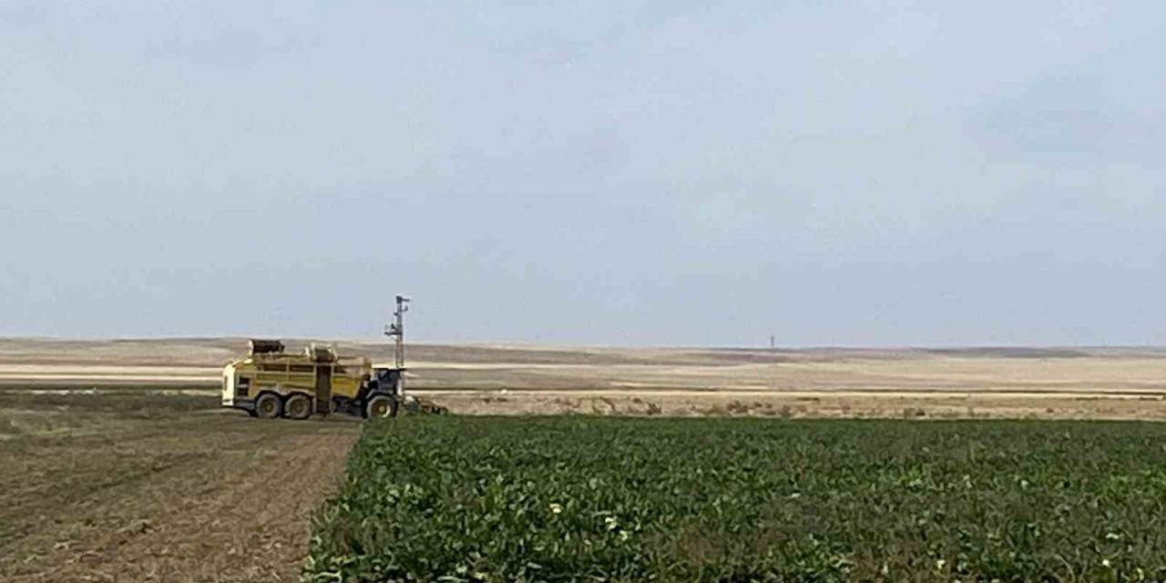 Kulu’da Pancar Hasadı Başladı