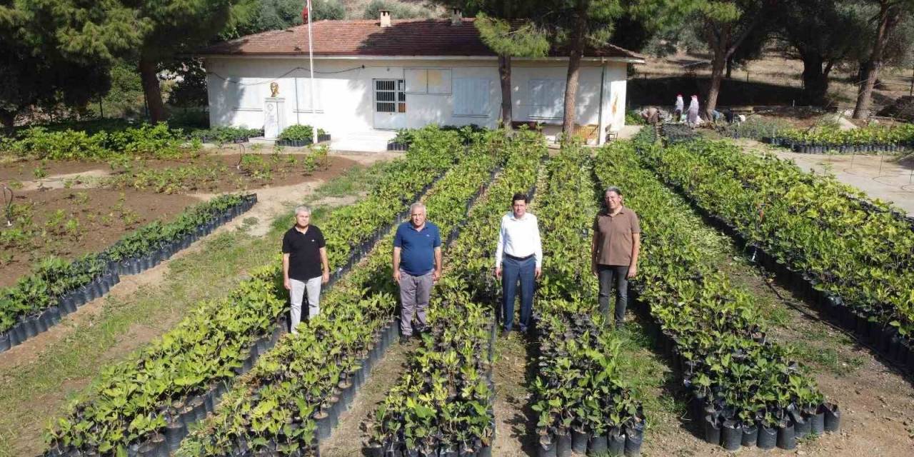 Nazilli Belediyesi, Binlerce Fidanı Kendi Üretiyor