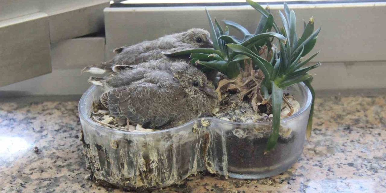 Zabıta Müdürünün Ofisindeki Saksı Kumrulara Yuva Oldu