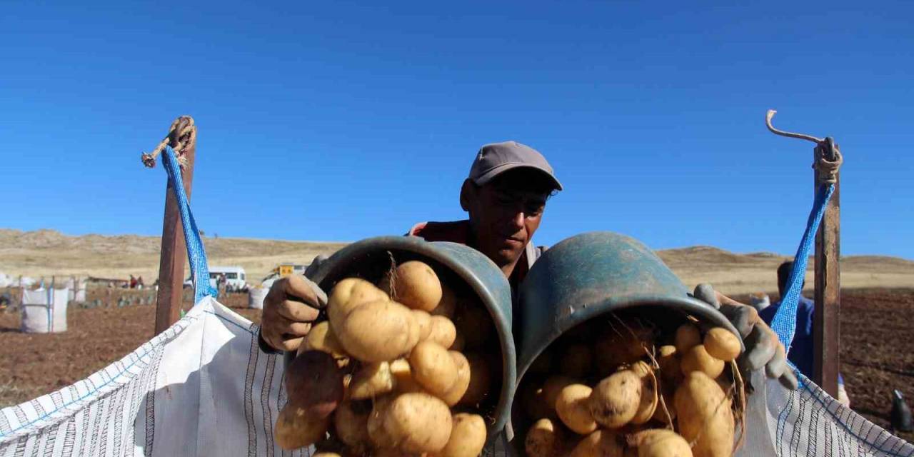 Sivas Patates Üretiminde Rekora Koşuyor