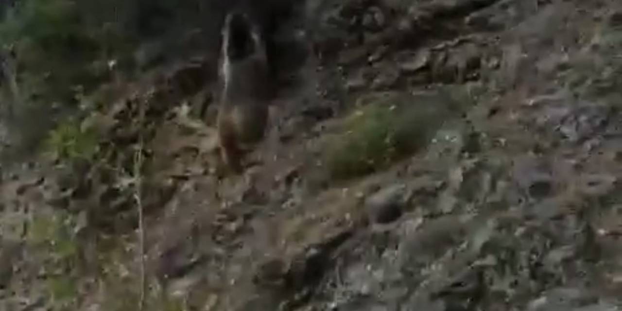 Karşılaştığı Ayıyı "Oğlum Gel" Diye Çağırdı