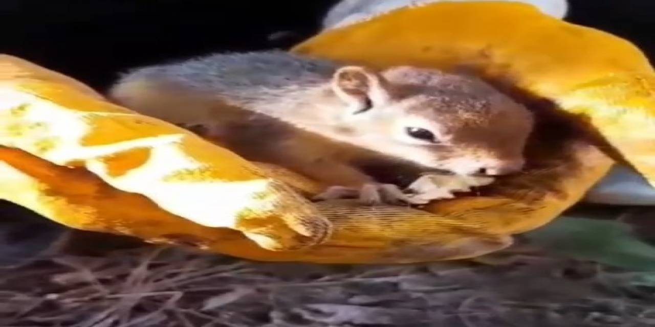 Bitkin Halde Bulunan Sincap Vatandaşın Avcunda Ceviz Yedi