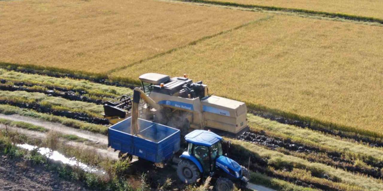 ‘Beyaz Altın’ Çeltikte Hasat Gecikmeli Olarak Başladı