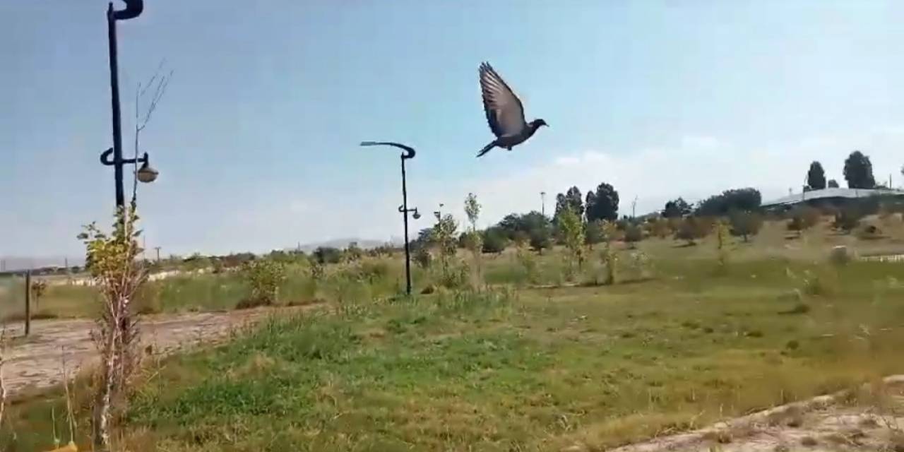 Van’da Tedavisi Tamamlanan Kuşlar Doğaya Salındı