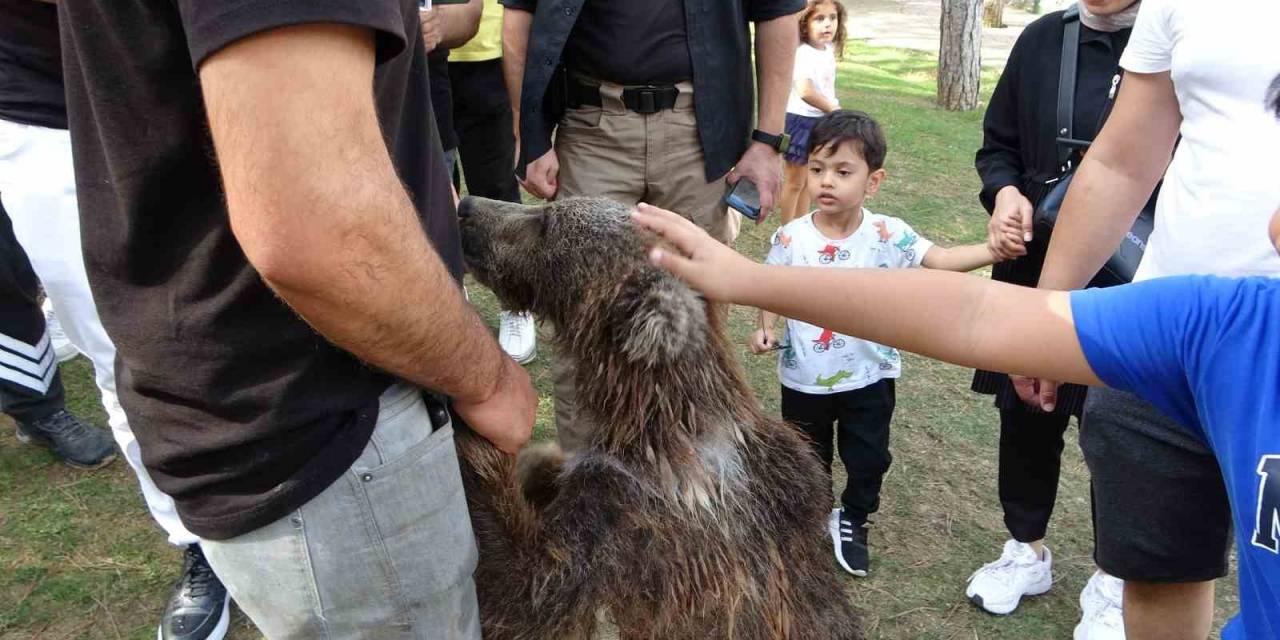 Çekmeköy’de Yavru Ayı Liva Banyo Yaptı, Vatandaşlar İlgiyle İzledi