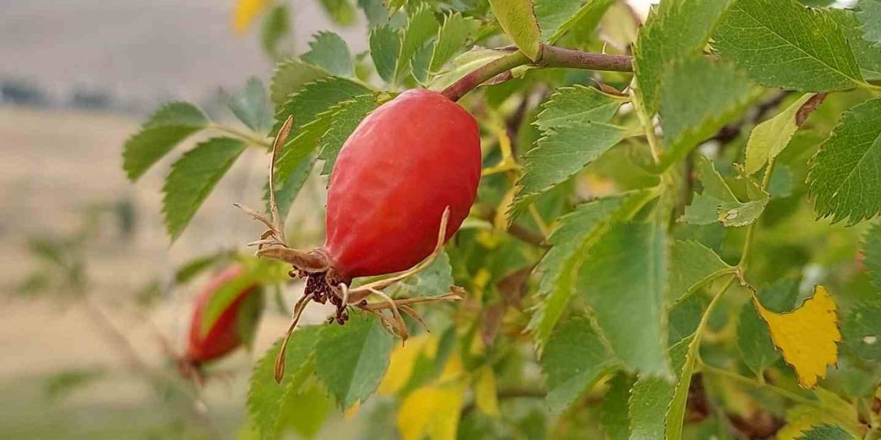 Şifa Deposu Kuşburnunda Kış Hazırlığı