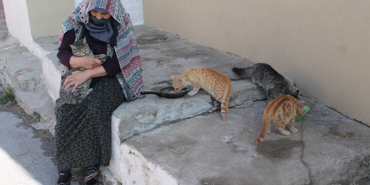 Sokak Hayvanlarına Adanmış Yarım Asır: Bayburtlu Kadın 50 Yıldır Sahipsiz Hayvanlara Gözü Gibi Bakıyor