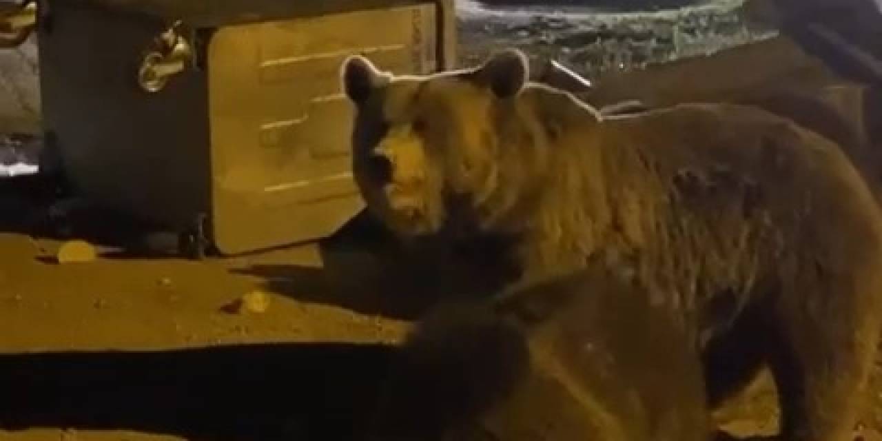 Uludağ’da Hayvanlar Ailemi Kameralara Yansıdı