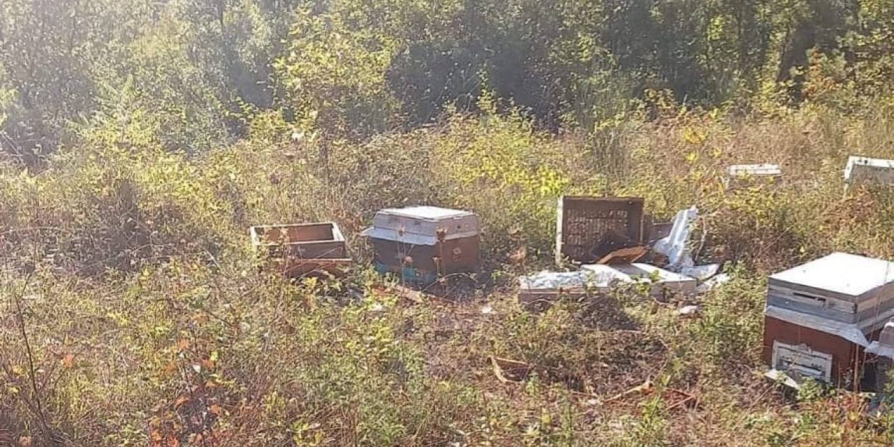 Kastamonu’da Ayı, İki Arı Kovanını Parçaladı