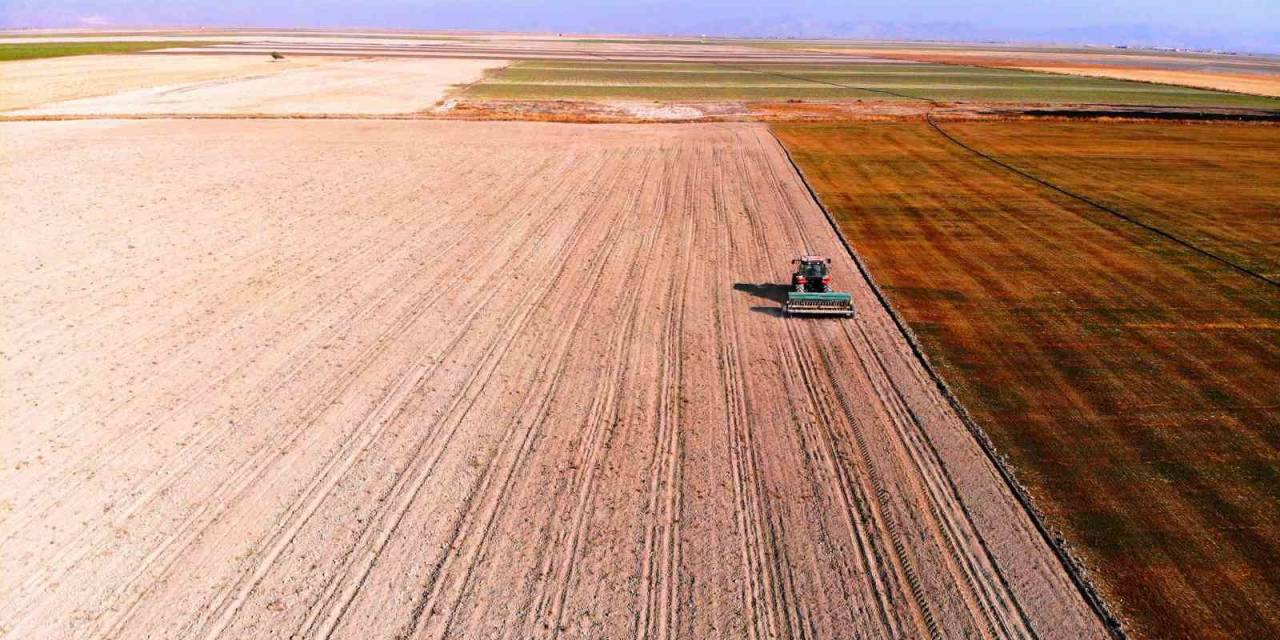 Hububat Hasadında Cücelik Virüsü İle Karşılaşmamak İçin Çiftçilere Ekim Uyarısı
