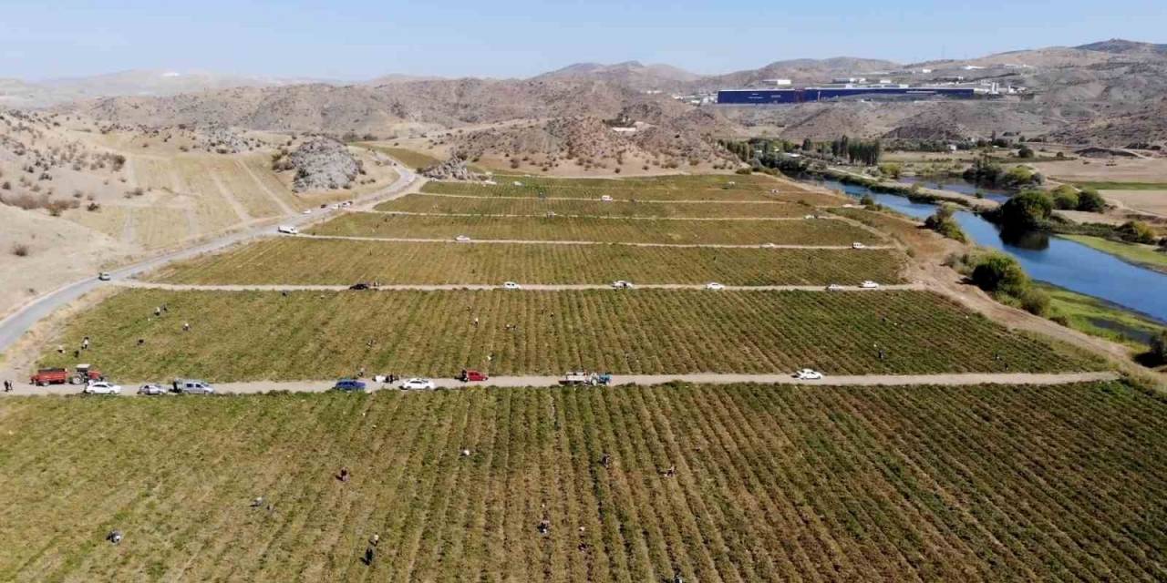 Belediyeden Anons Yaptırdı, Tarlasında Kalan Mahsulleri Bedavadan Dağıttı