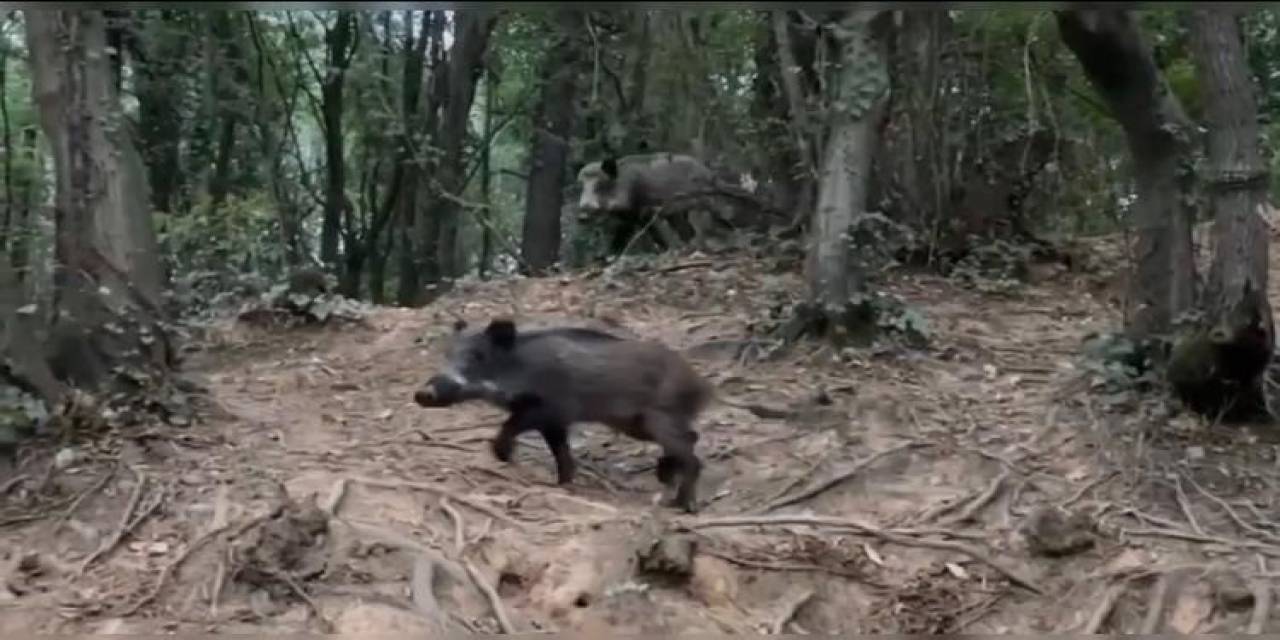 Sarıyer’de Sürücünün Domuz Şaşkınlığı Kamerada: Domuzu "Pisi Pisi" Diyerek Çağırdı
