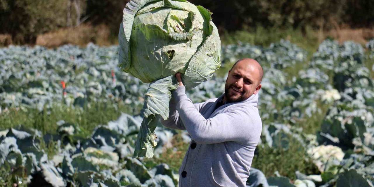 Ata Tohumundan Üretilen Dev Lahanaların Hasadı Başladı