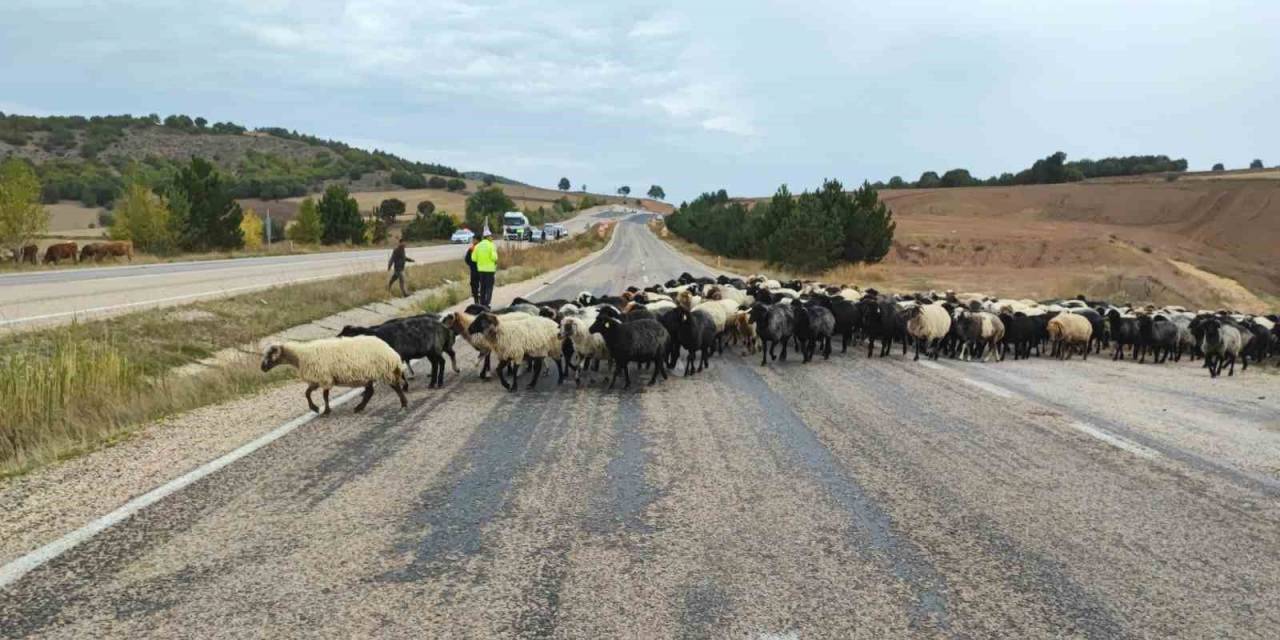 Tokat’ta Yayladan Dönen Hayvanlara Ekipler Güvenli Geçiş Sağladı