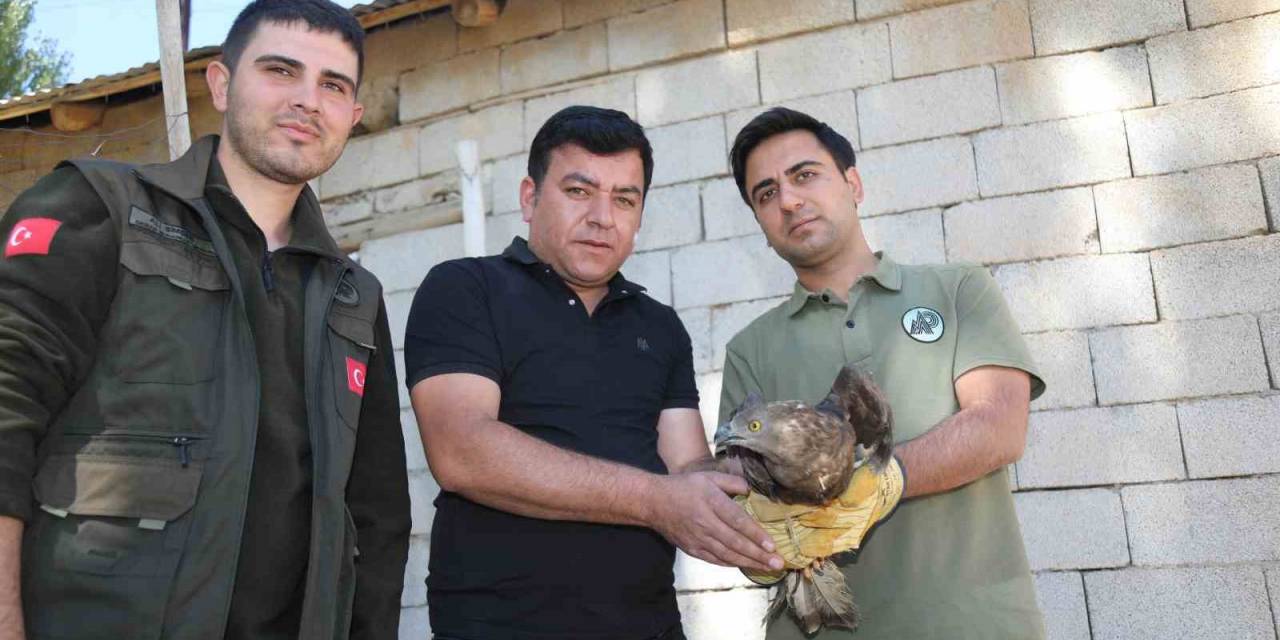 Van’da Bitkin Halde Bulunan Arı Şahini Tedavi Altına Alındı