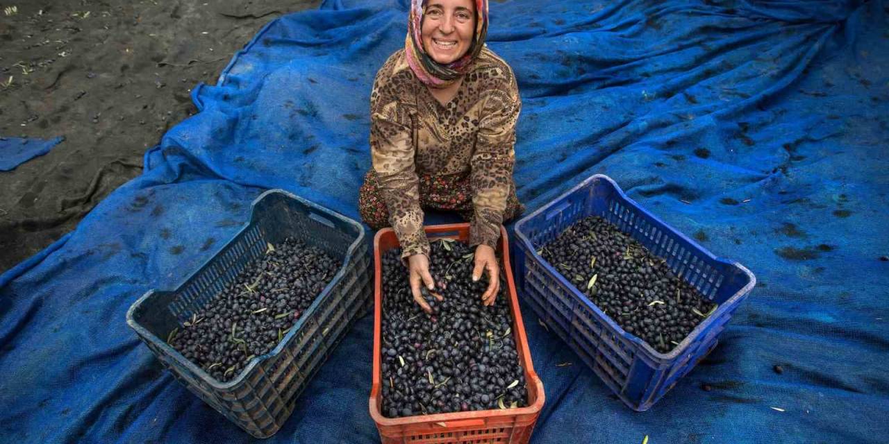 Zeytin Hasadı İçin Geri Sayım Başladı