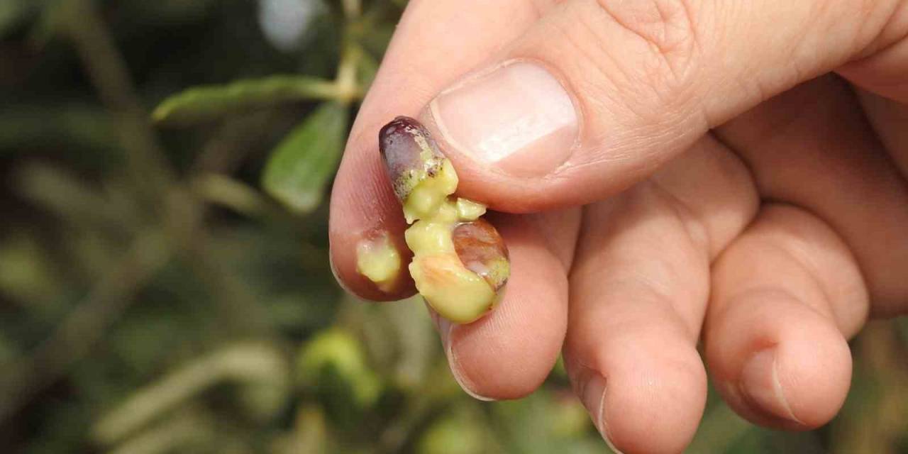 Son Yağan Yağışlar Zeytine İlaç Gibi Geldi