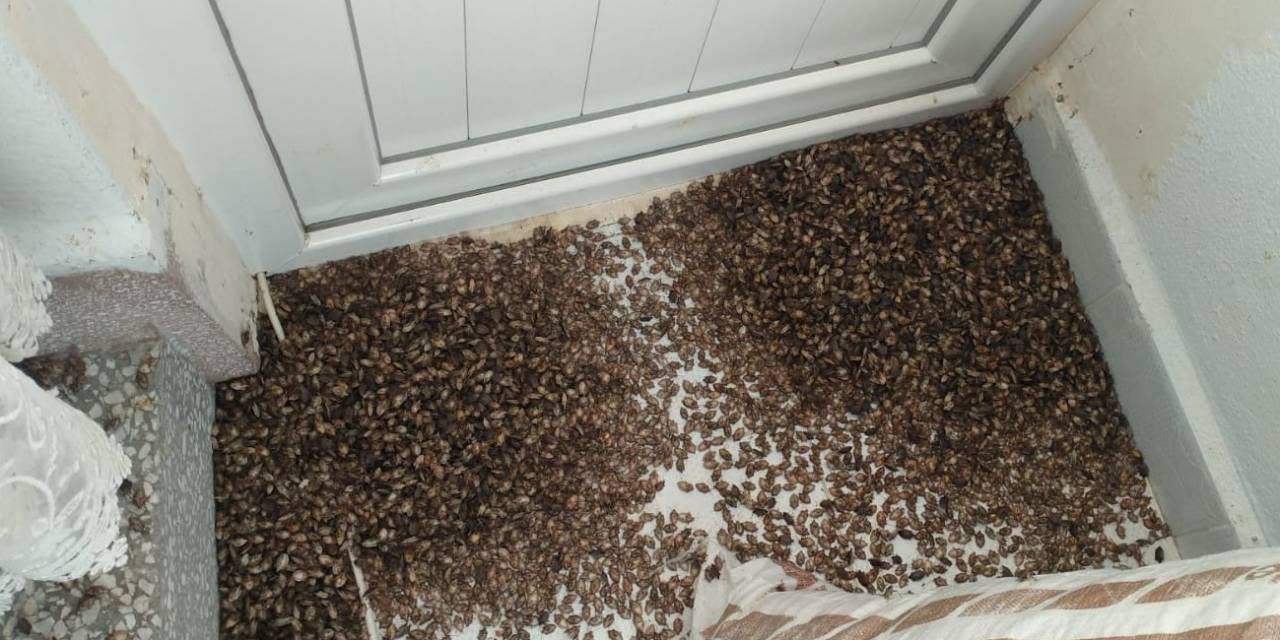 Yılda 300 Kat Çoğalabiliyor: Kahverengi Kokarcalar, Ordu’da Toplu Şekilde Evlere Giriyor