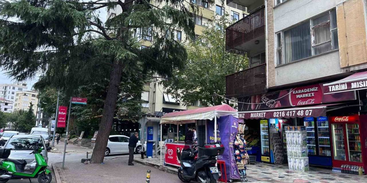 Ağaçta Mahsur Kalan Kedi Salamla İkna Edildi