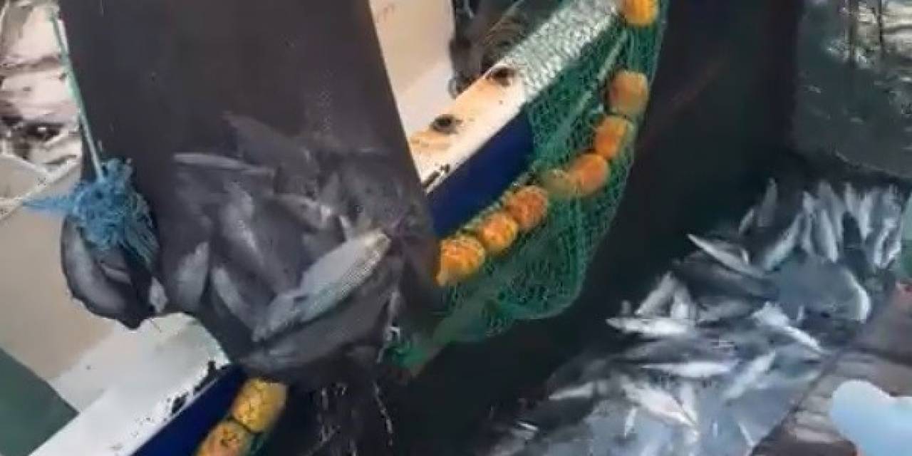 Çanakkale Boğazı’nda Torik Bereketi