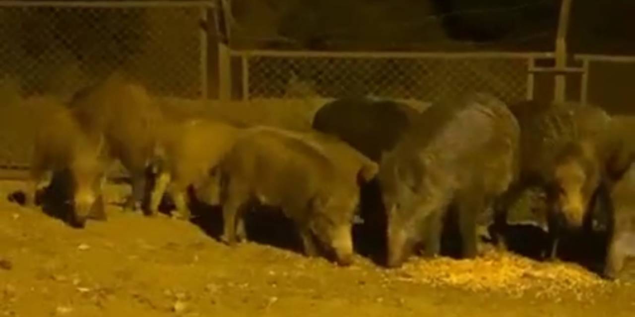 Eyüpsultan’da Domuz Sürüsü Yol Kenarına İndi