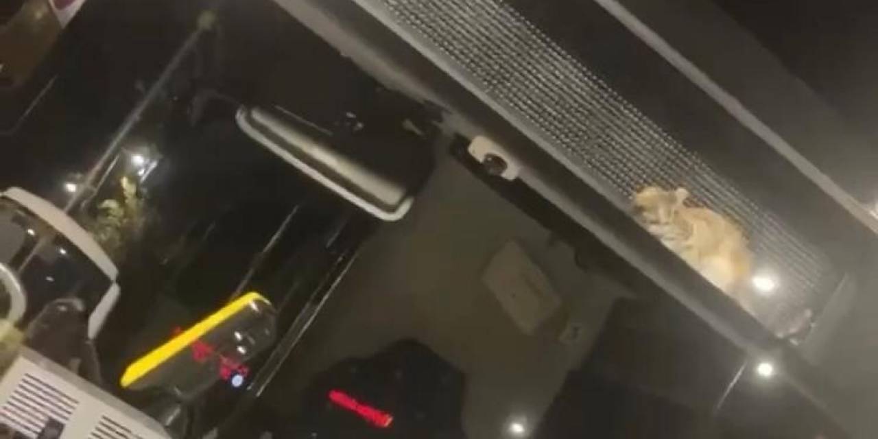 Otobüsün Gösterge Panelinde Mahsur Kalan Kedi Kamerada: Şoförler Ve Yolcular Seferber Oldu