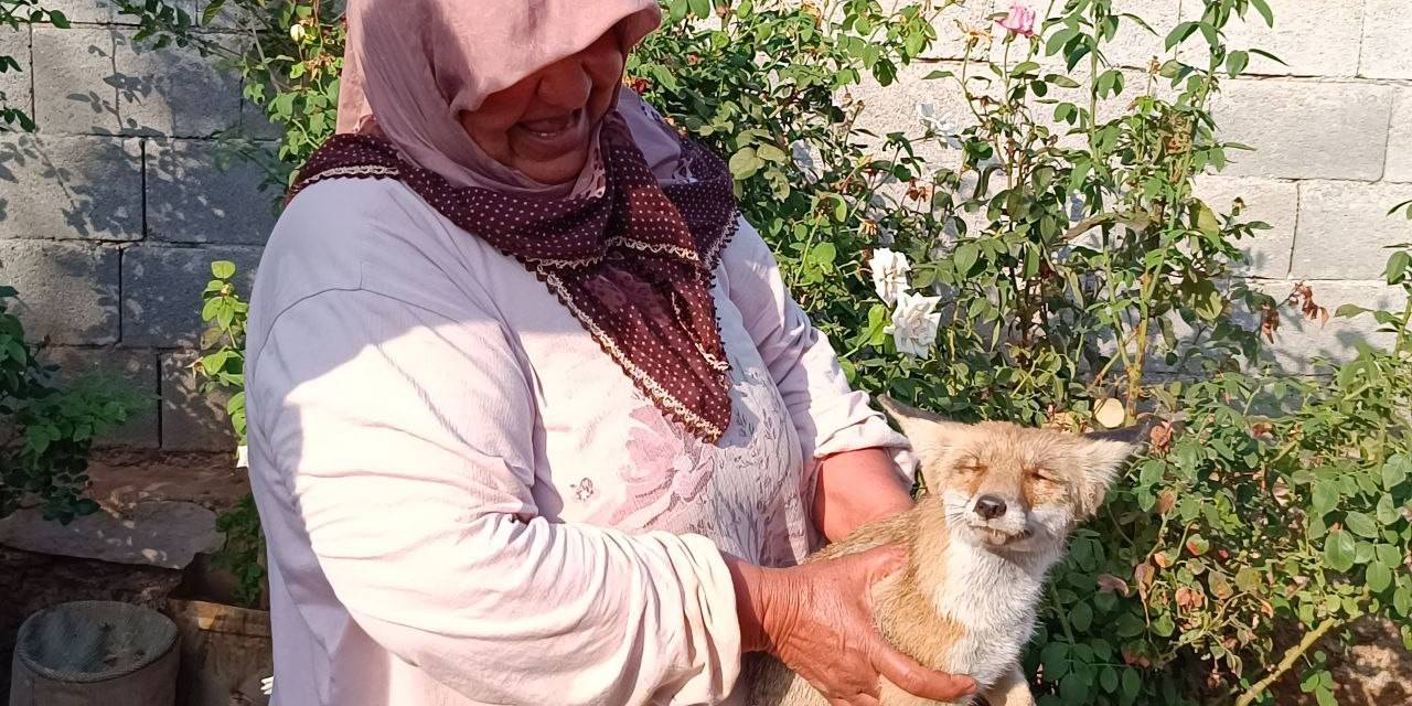 Yolda Bulduğu Yaralı Tilkiyi Evine Götürerek Besledi