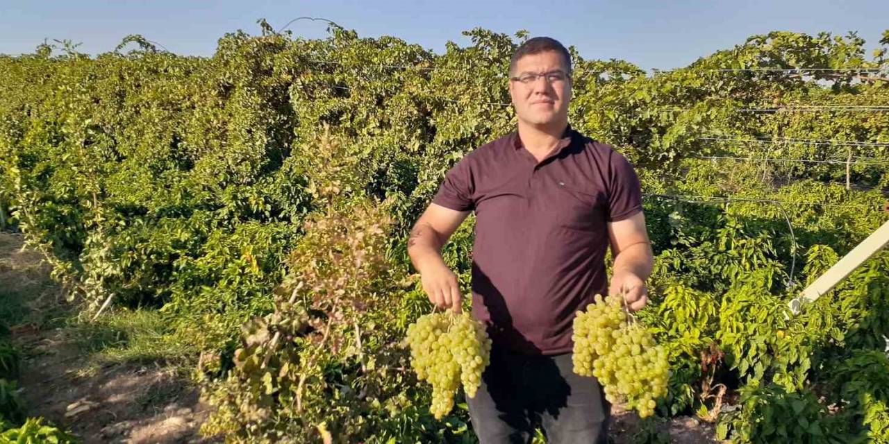 Modern Tarım İle 17 Ayda Tonlarca Üzüm Elde Etti