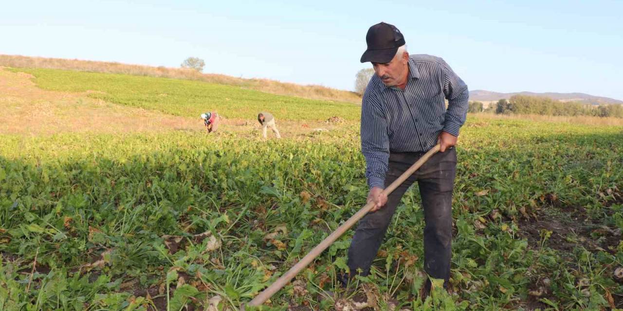 Bilinçsiz Sulama Yapan Çiftçi Pancarını Eliyle Toplamak Zorunda Kaldı